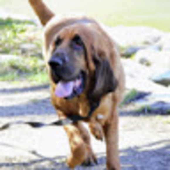 Meet your Posher, Elisia - Picture 1 of 1